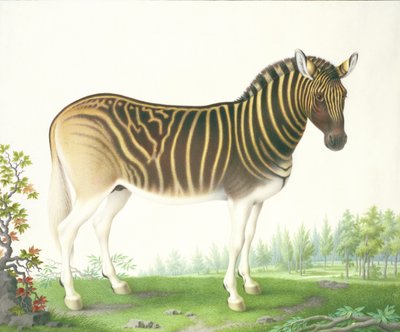 Ein Quagga von Nicolas Robert